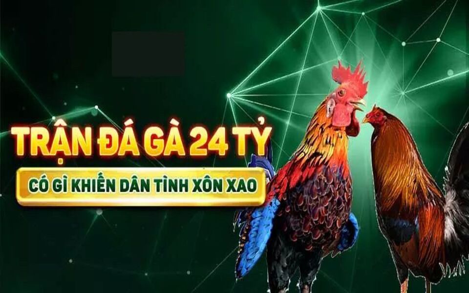 Trận Đá Gà 24 Tỷ