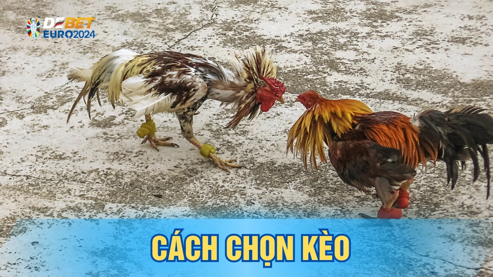 Hướng dẫn chơi đá gà cựa dao cực dễ và hiệu quả tại Debet