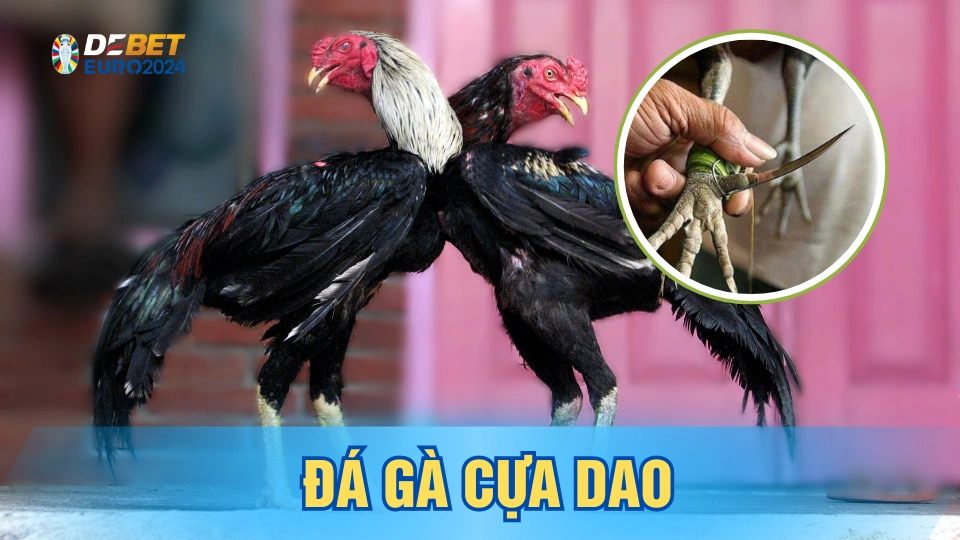 Chọi gà cựa dao là dạng thi đấu gay cấn và cuốn hút bậc nhất