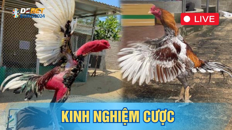 Kinh nghiệm cá cược đá gà trực tuyến cực hay dành cho kê thủ